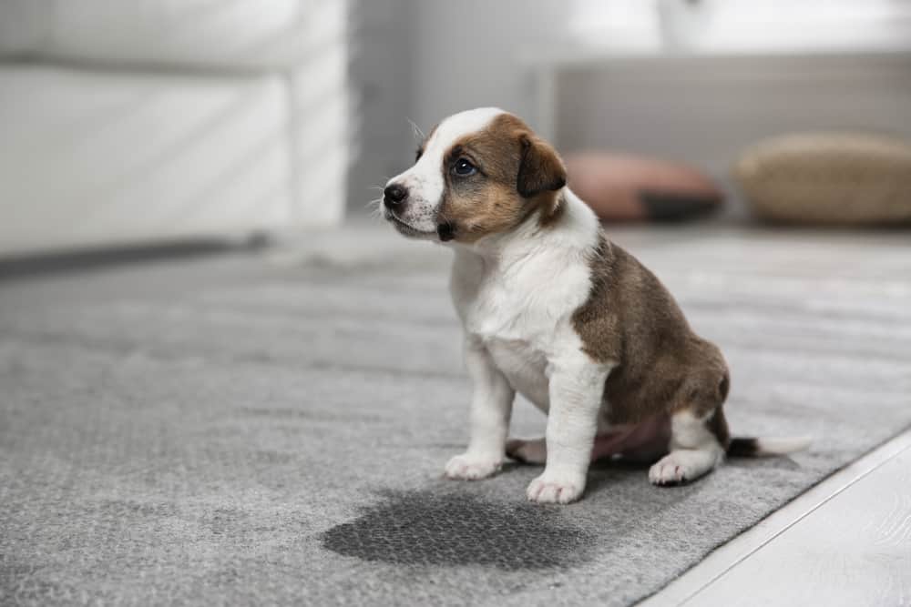 Carpet pet urine removal in Treeby